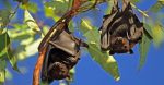Chauves-souris : des alliées indispensables de la nature.