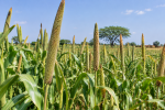 Vol de récoltes dans les champs, les producteurs ruraux inquiets
