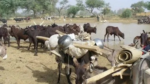 Face au manque de pâturage, la nécessité de prévenir les conflits entre agriculteurs et éleveurs